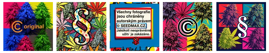 Autorská práva Seedmax.cz: ochrana fotografií, textů a grafiky