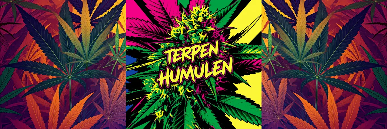 Humulen -  nenápadný terpen konopí