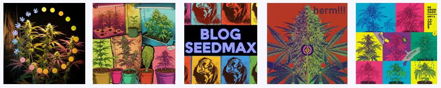 Indoor pěstování konopí