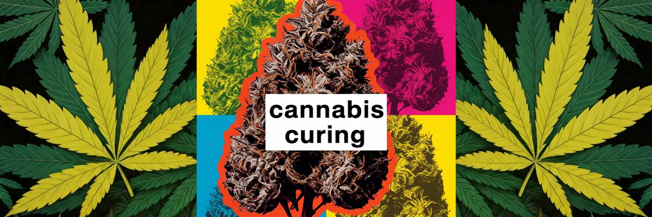 Curing konopí a marihuany