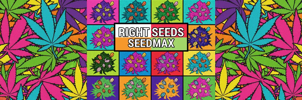 Jak Vybrat Správná Semena Marihuany