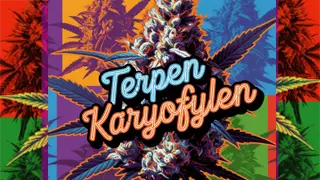 Terpeny Konopí
