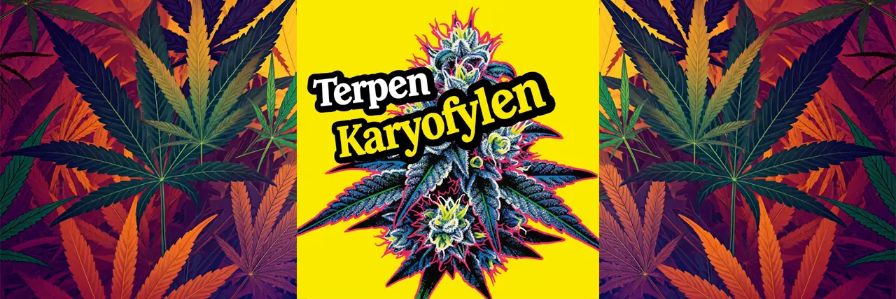 Terpen Karyofylen - unikátní terpen konopí