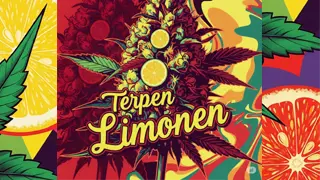 Terpeny Konopí
