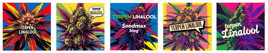 Linalool terpen konopí