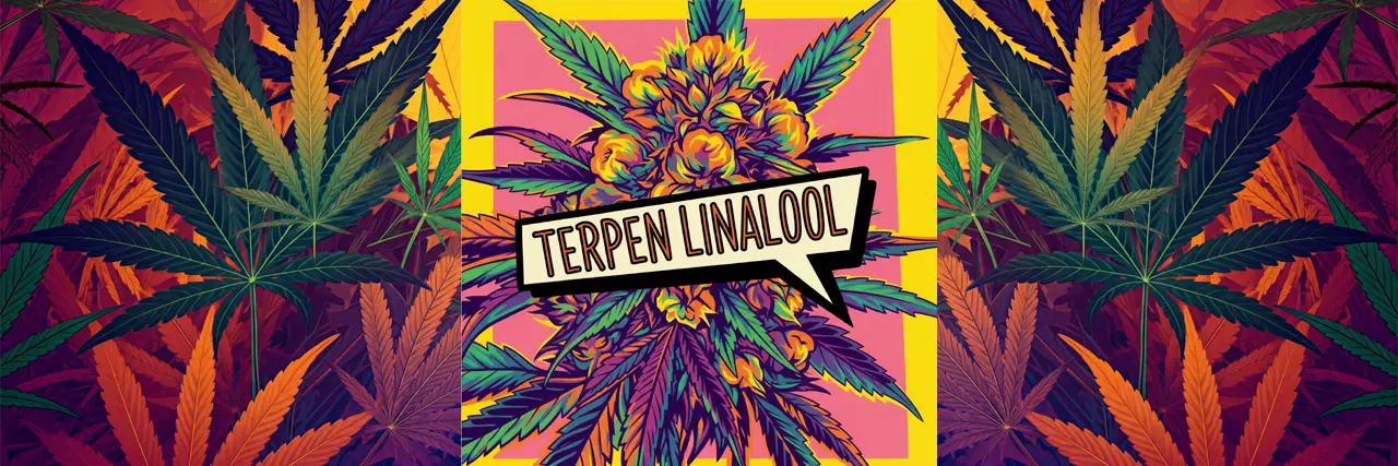 Terpen Linalool - květinová vůně konopí