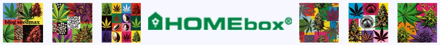HOMEbox Ambient Q40