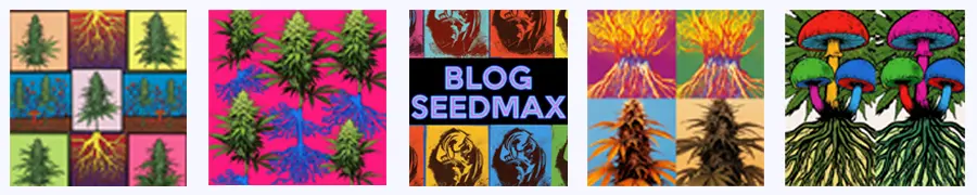 Mykorhiza pro pěstování konopí