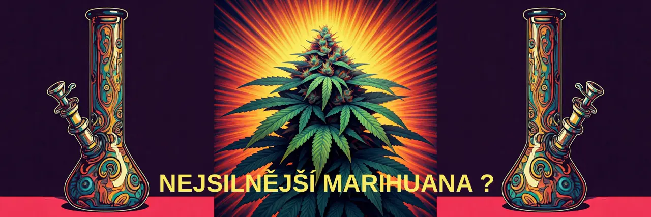 Která Je Nejsilnější Marihuana?
