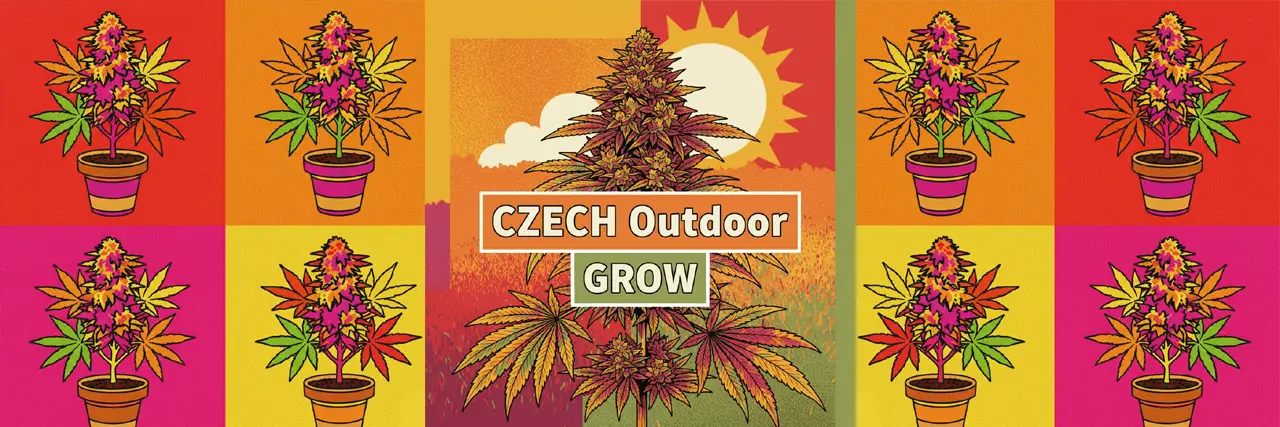 Pěstování konopí marihuany v Česku