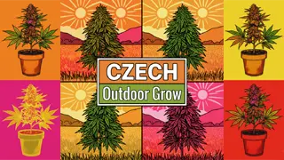 Kdy Pěstovat Marihuanu Outdoor v Česku?
