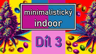 Pěstování v Mini Díl 3: Fáze Květu, Lollypopping a Finální Sklizeň