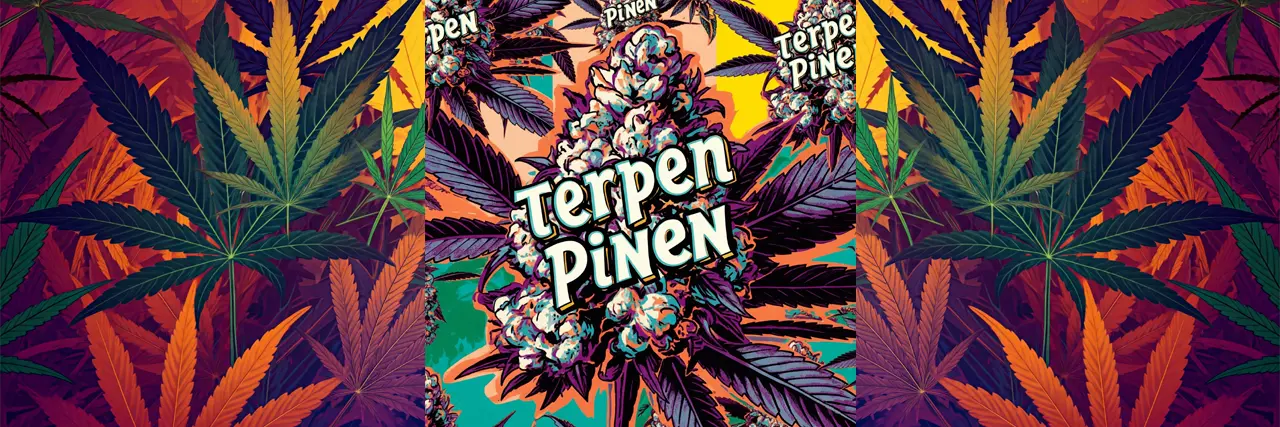 Terpen Pinen - svěží vůně borovic v konopí