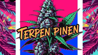 Terpeny Konopí