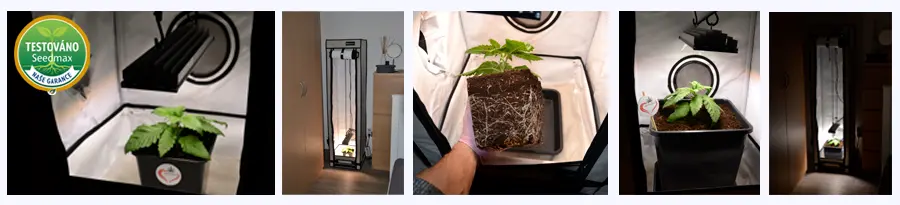 Přesazení konopí při indoor pěstování