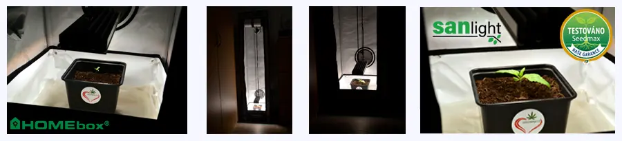 Růst konopí indoor