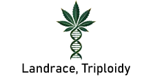 Genetická Evoluce