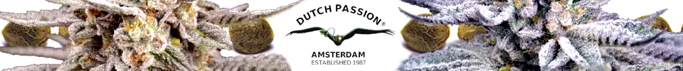Dutch Passion