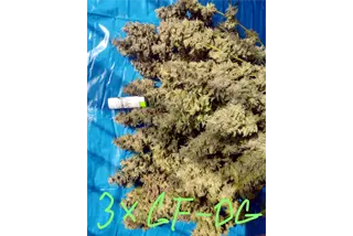 3 rostliny Godfather OG
