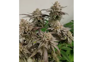 Rostlina konopí – grow box