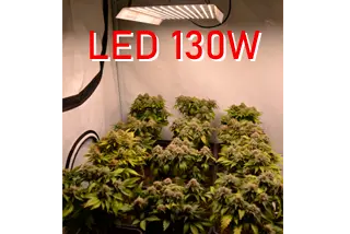 Pěstování marihuany pod 130W LED osvětlením