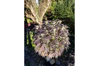 Outdoor genetika Seedmax - recenze zákazníka