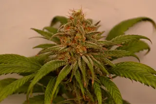 ⭐⭐⭐⭐⭐ „Intenzivní ohnivé pistily protínající hutnou strukturu květu. Edice Classics Genetics od Seedmaxu potvrzuje, že prověřená klasika v té nejčistší podobě stále absolutně dominuje.“