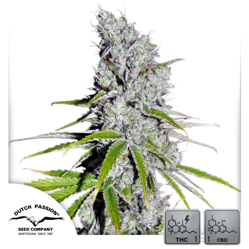 CBD Skunk Haze - 3 semena