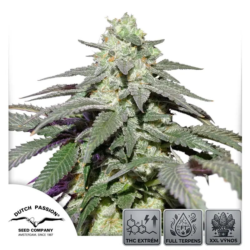 Auto Skywalker Haze - 3 semena