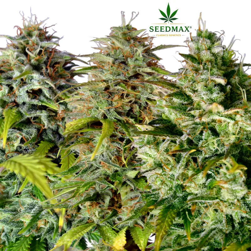 Big Harvest Mix – Akce 2+1