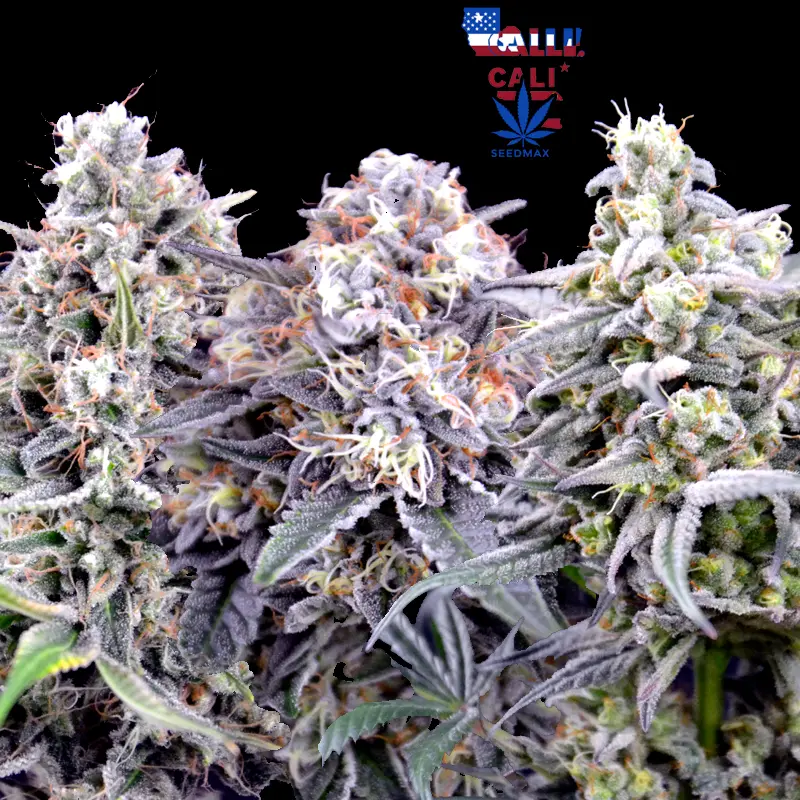 Cali Fruit Mix – Akce 2+1