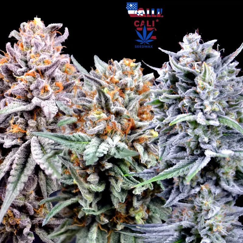 Cali Cream Mix – Akce 2+1