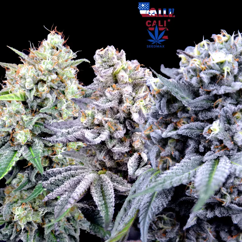 Cali Heavy Mix – Akce 2+1