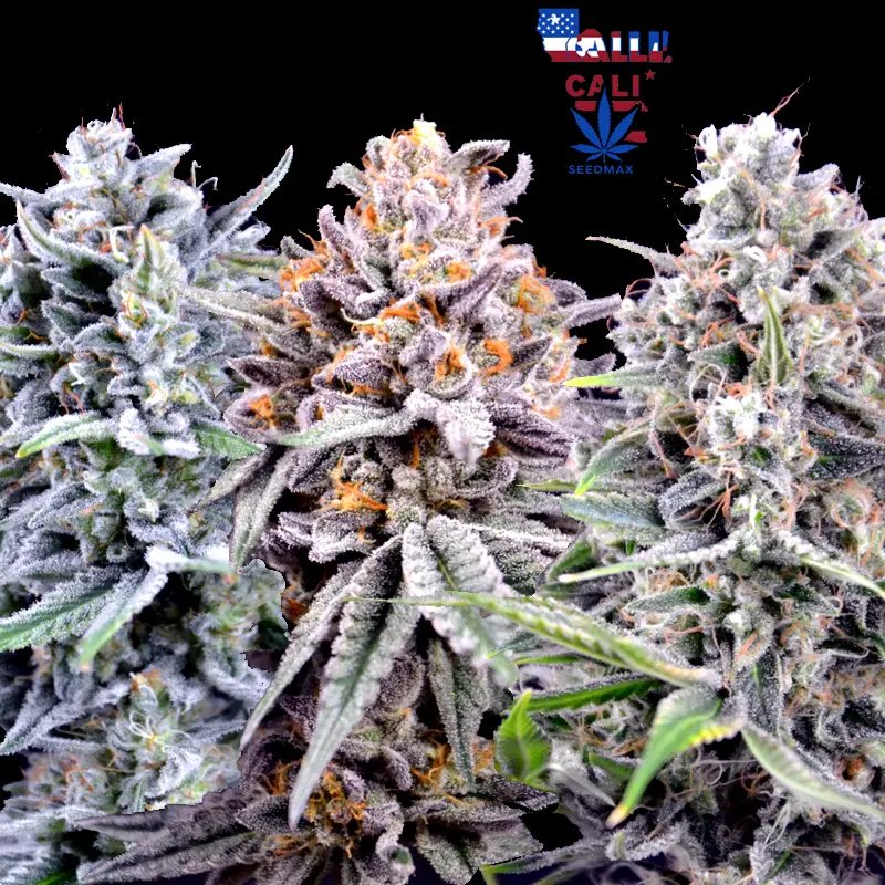 Cali Best Mix – Akce 2+1