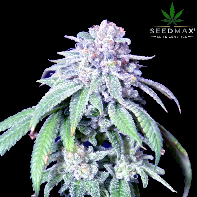 Berry Bubble