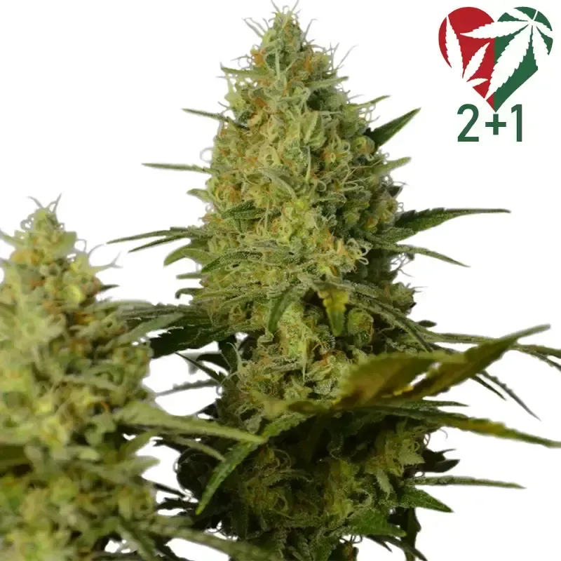 Critical - Akce 2+1 / 15 semen