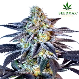 White Widow