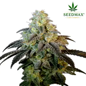 Tropical Amnesia