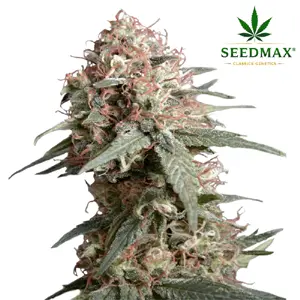 AK420