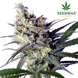 Amnesia Haze