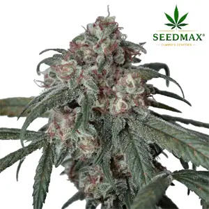 Sour Diesel