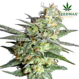 Super Skunk
