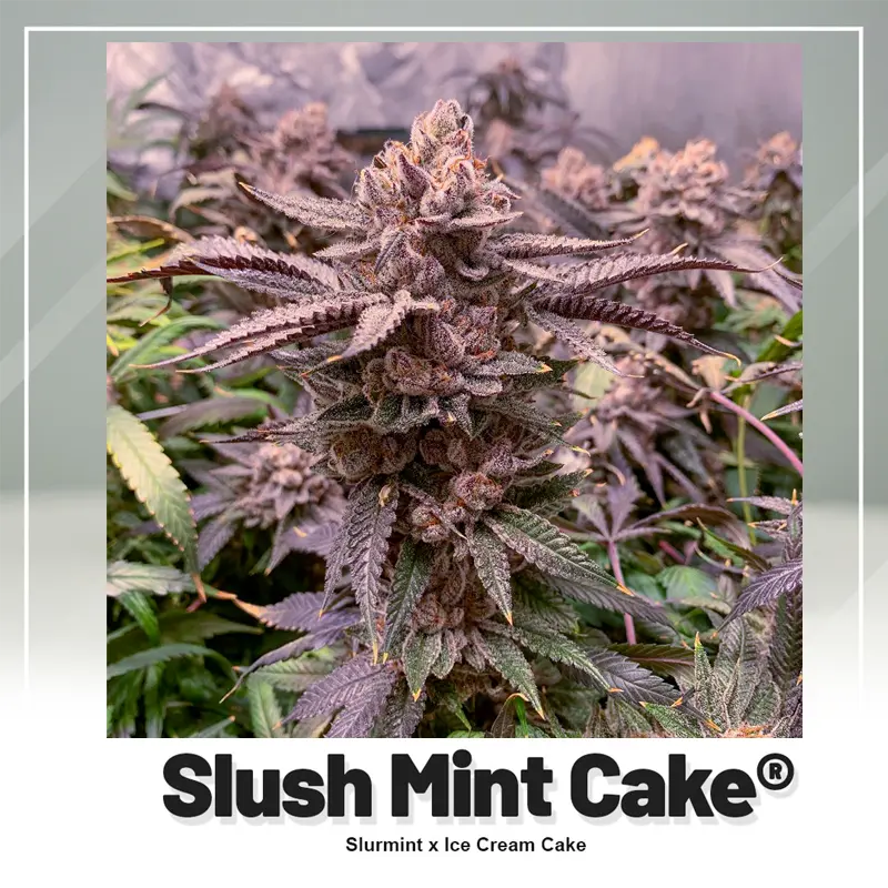 Slush Mint Cake - 3 semena