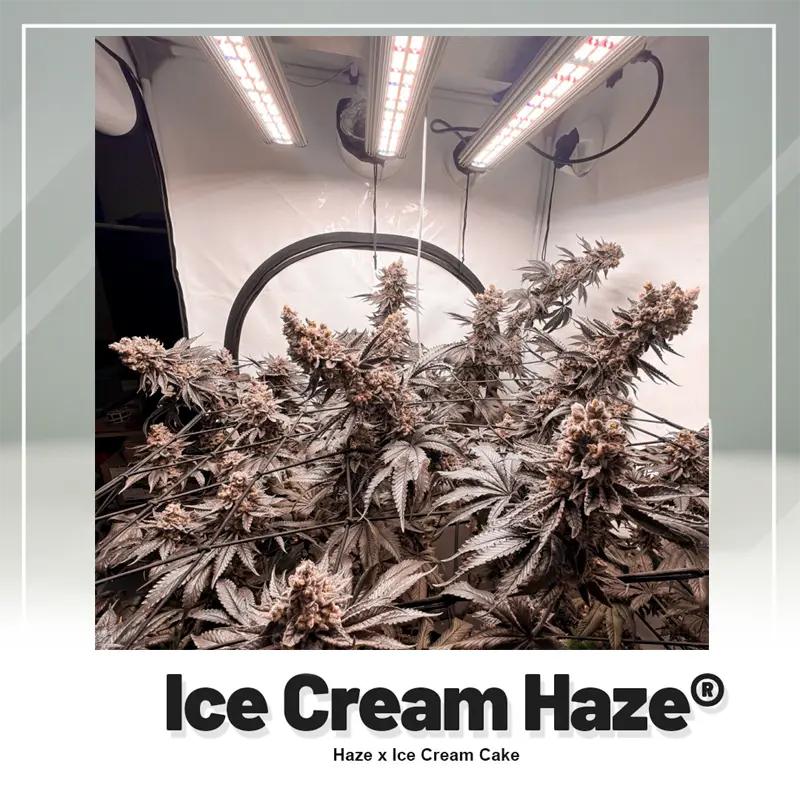Ice Cream Haze - 3 semena