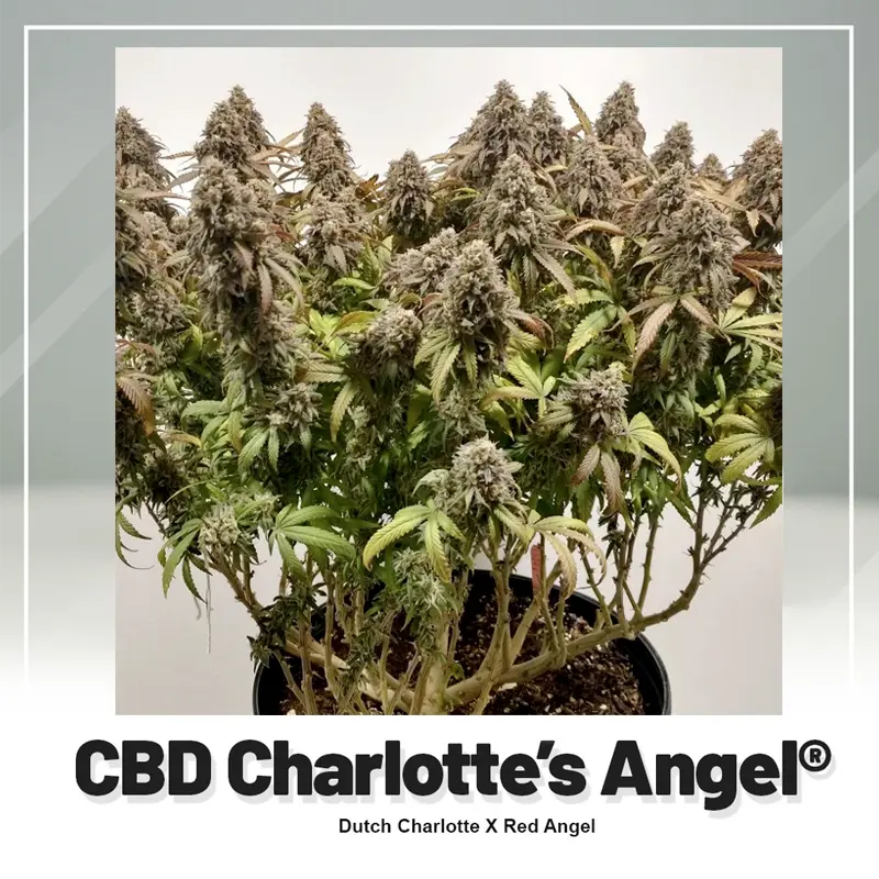 CBD Charlotte’s Angel - 3 semena