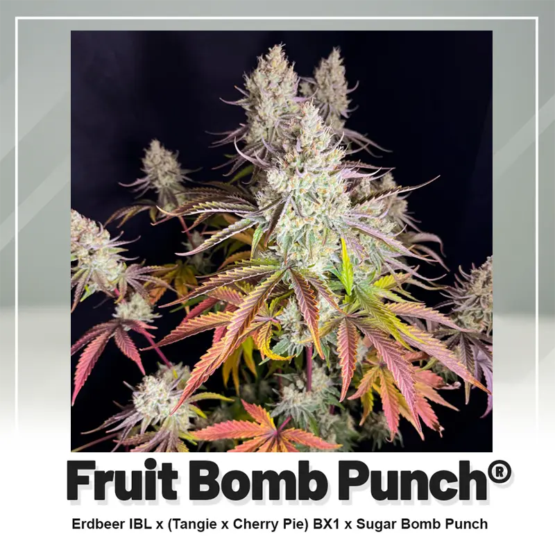 Fruit Bomb Punch - 3 semena