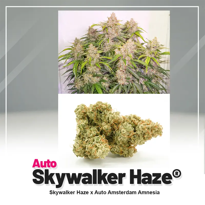 Auto Skywalker Haze - 3 semena