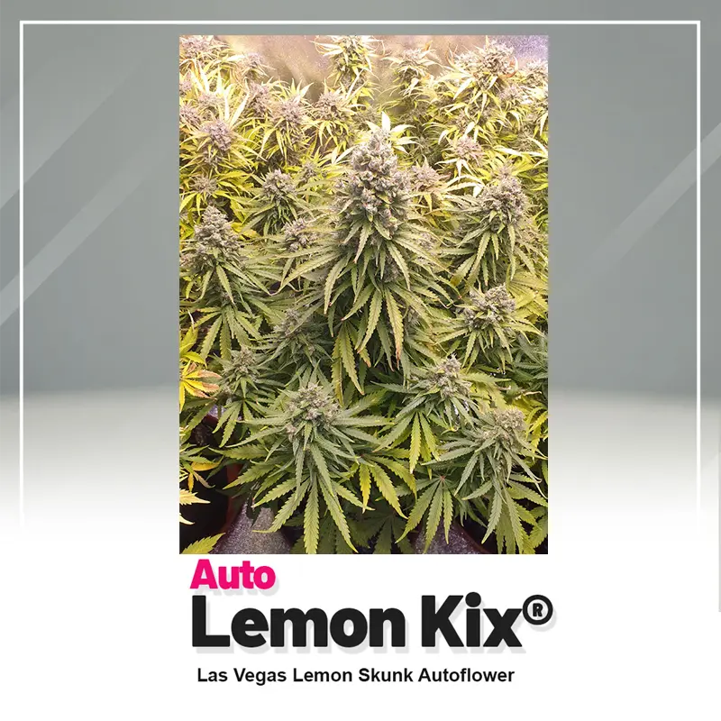 Auto Lemon Kix - 3 semena