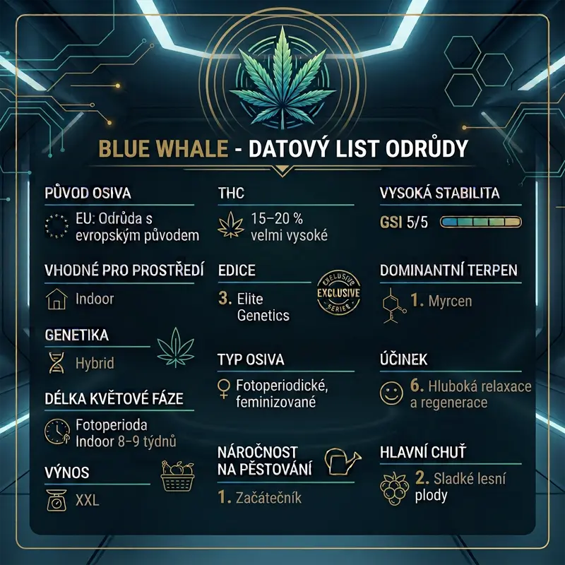 Blue Whale - 3 semena