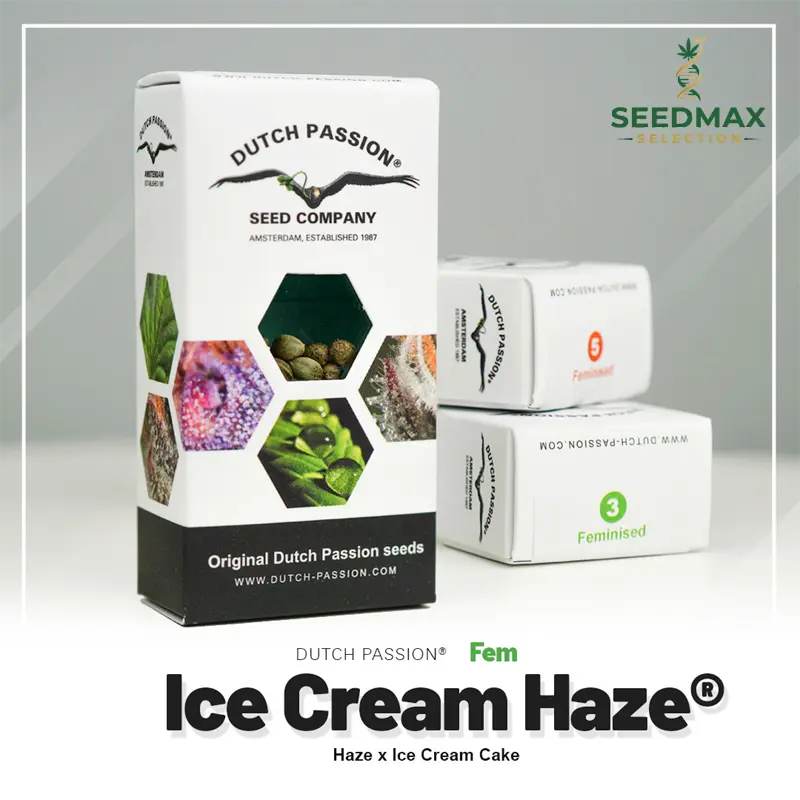 Ice Cream Haze - 3 semena